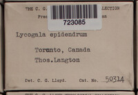 Lycogala epidendrum image